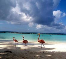 prachtige flamingo's op een paradijselijk strand foto