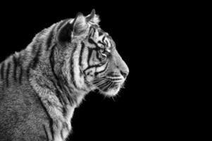 portret van Sumatraanse tijger in zwart en wit