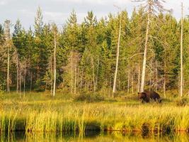 bruine beer (ursus arctos) in het wild