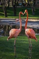 helder roze flamingo op de groene achtergrond foto