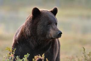 mannelijke bruine beer portret