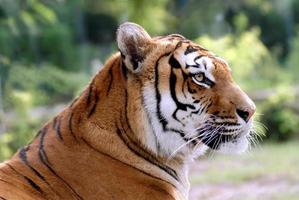 portret van tijger foto