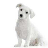 Maltese hond foto