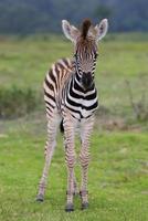 zebra baby foto