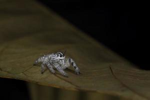 zware jumper spider (hyllus diardi) zijaanzicht foto