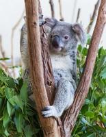 de koala op de boom foto