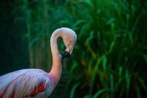 flamingo's foto