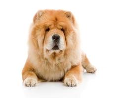 chow-chow hond in studio foto