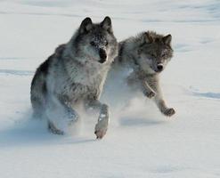 grijze wolven rennen 1