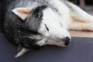 Siberische husky hond foto
