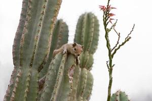 eekhoorn op cactusplant