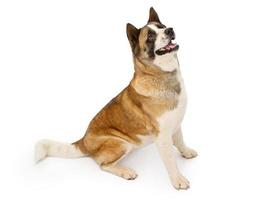 grote akita hond zitten en opzoeken foto
