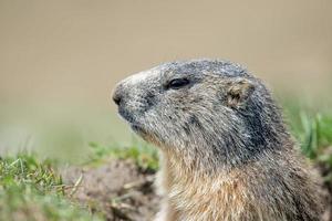 gemalen varken marmot portret terwijl op zoek naar jou