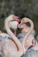 gruppe flamingo's