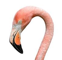 roze flamingo geïsoleerd foto