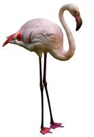 roze flamingo foto