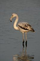 grotere flamingo, phoenicopterus ruber