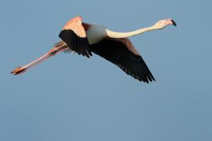 grotere flamingo die tegen blauwe hemel vliegt.