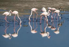 grotere flamingo's foto