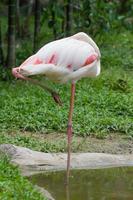 grotere flamingo