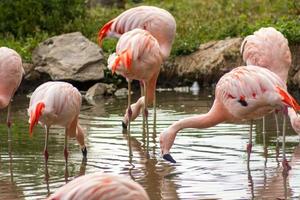 roze flamingo's foto