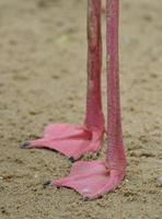 close-up van de grotere flamingo's voet en zijn details foto
