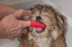 puppy krijgt zijn tanden gepoetst