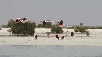 grotere flamingo