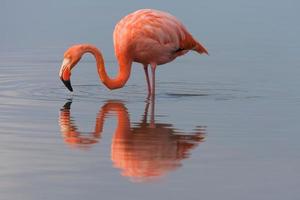 Amerikaanse flamingo die zich in meer bevindt