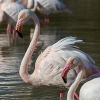 gruppe flamingo's