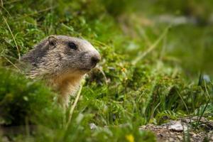 marmot in de Alpen