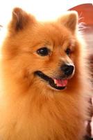 smileygezicht pomeranian hond