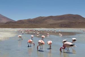 flamingo's op laguna hedionda foto