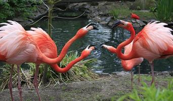 rode flamingo's chating, natuurreservaat, belgië