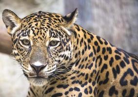 grote luipaard jaguar foto