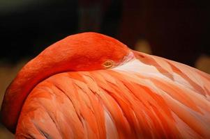 Amerikaanse flamingo close-up