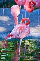 roze rode flamingo foto