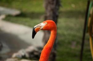 flamingo in de dierentuin van lissabon