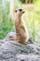 portret van meerkat op de rots met natuur frame