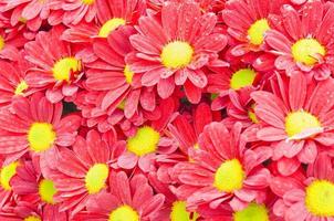 kleurrijke rode chrysant bloem. foto is gericht op het middengedeelte.