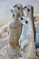 suricate of meerkat staan in een waakzame positie foto