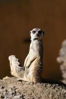 suricate of meerkat