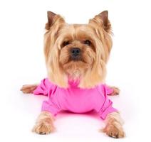 hond in roze overall foto
