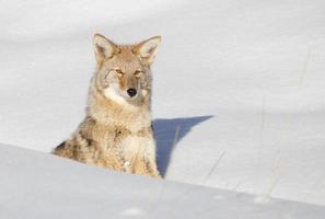 coyote (canis latrans) foto