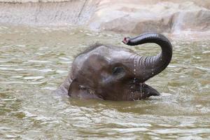 babyolifant baden foto