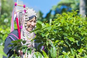 bergstam lady haversting koffieboon foto