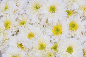 kleurrijke witte chrysantenbloem foto