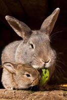 klein konijn met mama foto