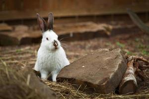 grappig schattig konijntje buitenshuis foto