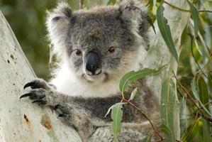 koala op kangoeroe-eiland, Australië foto